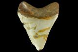 Bargain, Fossil Megalodon Tooth - North Carolina #131593-2